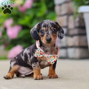 Greta, Dachshund Puppy
